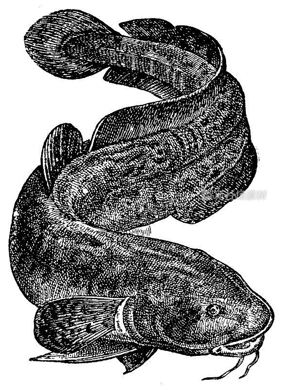 Burbot |古董动物插图